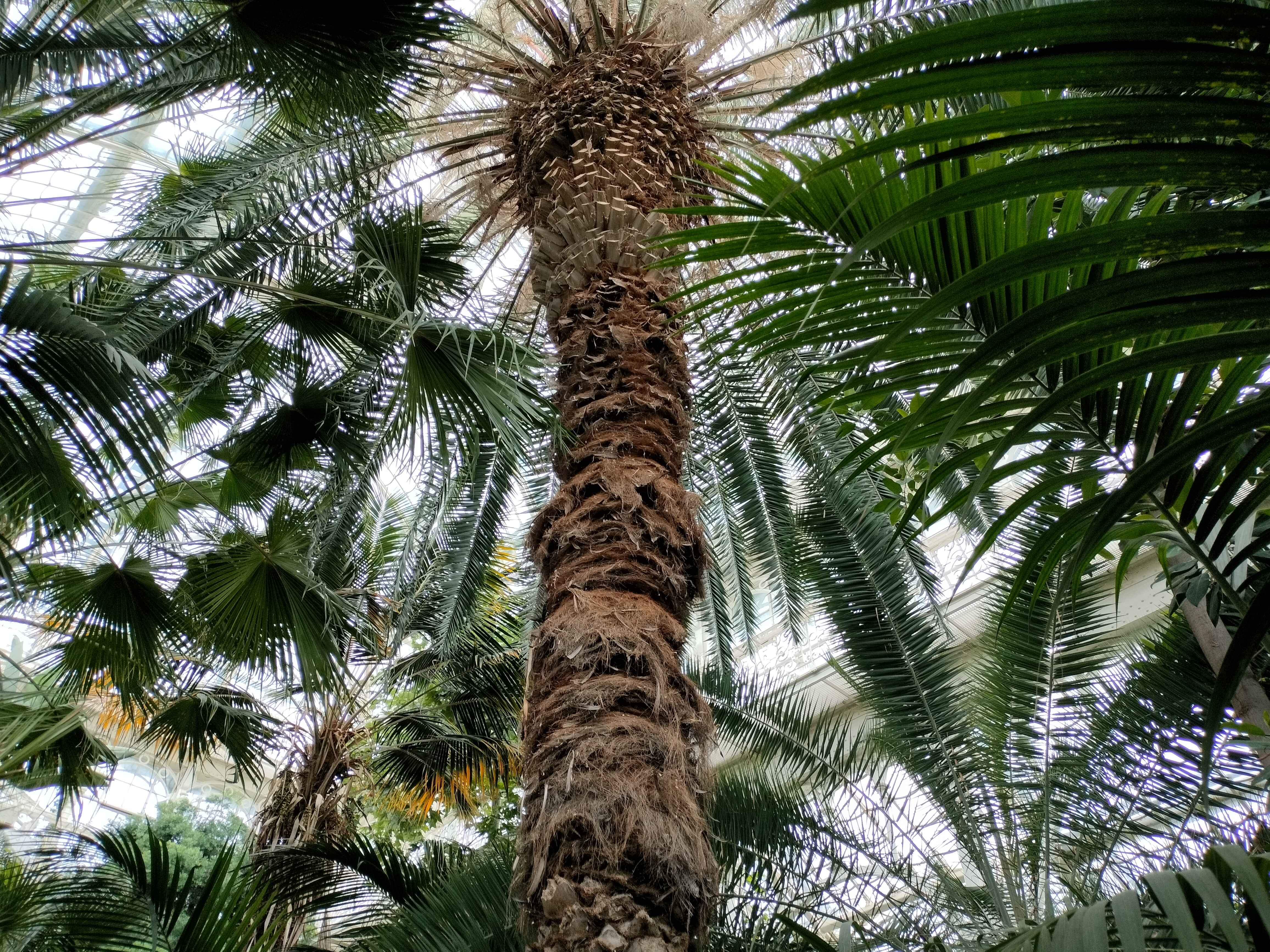 Palm Trunk